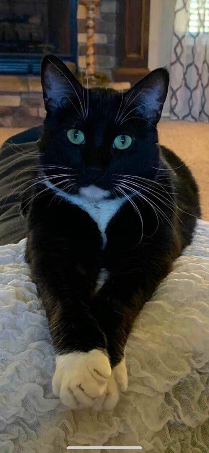 Jett joined the competition — help win amazing prizes! black_cat, carnivore, cat, cat_supply, claw, comfort, domestic_short_haired_cat, felidae, flooring, fur, paw, pet_supply, small_to_medium_sized_cats, snout, tail, terrestrial_animal, whiskers, window