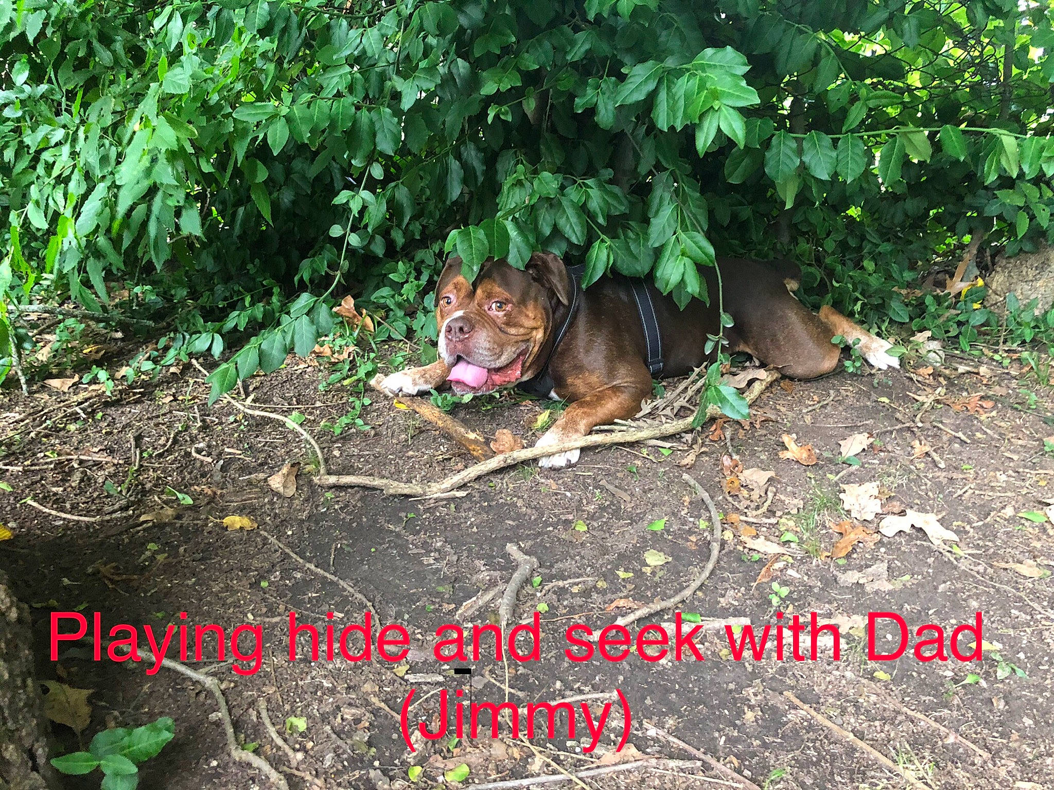 Steiner is registered to the contest to win money with this photo: adaptation, canidae, carnivore, companion_dog, dog, dog_breed, fawn, font, grass, groundcover, jungle, leaf, plant, shrub, soil, sporting_group, tail, terrestrial_animal, terrestrial_plant, vegetation