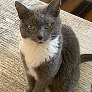 Nova is registered to the contest to win money with this photo: cat, close_up, cute, domestic_cat, ears, feline, floor, gray_fur, green_eyes, home, indoor, looking_at_camera, paws, pet, portrait, rug, sitting, tuxedo_cat, whiskers, white_chest