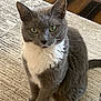 cat, close_up, cute, domestic_cat, ears, feline, floor, gray_fur, green_eyes, home, indoor, looking_at_camera, paws, pet, portrait, rug, sitting, tuxedo_cat, whiskers, white_chest
