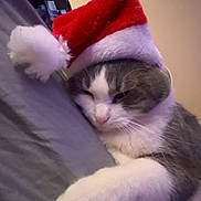 Molly joined the competition — help win amazing prizes! cat, sleeping, santa_hat, holiday, festive, pet, fur, cozy, nap, indoor, cute, whiskers, gray, white, soft, relaxation, animal, domestic, feline, comfort
