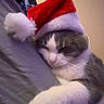 cat, sleeping, santa_hat, holiday, festive, pet, fur, cozy, nap, indoor, cute, whiskers, gray, white, soft, relaxation, animal, domestic, feline, comfort