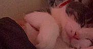 Molly is registered to the contest to win money with this photo: animal, blanket, cat, closeup, comfort, cozy, cute, domestic, feline, fur, home, indoor, peaceful, pet, quiet, relaxing, resting, sleeping, soft, warm