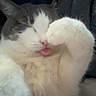 cat, fluffy, paw, tongue, sleepy, cute, pet, animal, feline, whiskers, closeup, indoor, relaxed, soft, domestic, adorable, face, fur, resting, cozy