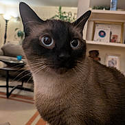 Skyler Blue is registered to the contest to win money with this photo: cat, siamese_cat, indoor, close_up, pet, animal, feline, curious, whiskers, ears, eyes, face, fur, living_room, furniture, plant, cozy, blurred_background, home, domestic