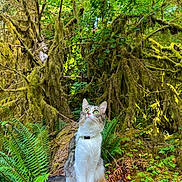 Wheezy is registered to the contest to win money with this photo: cat, forest, moss, log, ferns, greenery, nature, outdoor, animal, whiskers, tree, wood, wildlife, leaf, plant, mossy, curious, sitting, fur, daylight