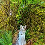 cat, forest, moss, log, ferns, greenery, nature, outdoor, animal, whiskers, tree, wood, wildlife, leaf, plant, mossy, curious, sitting, fur, daylight