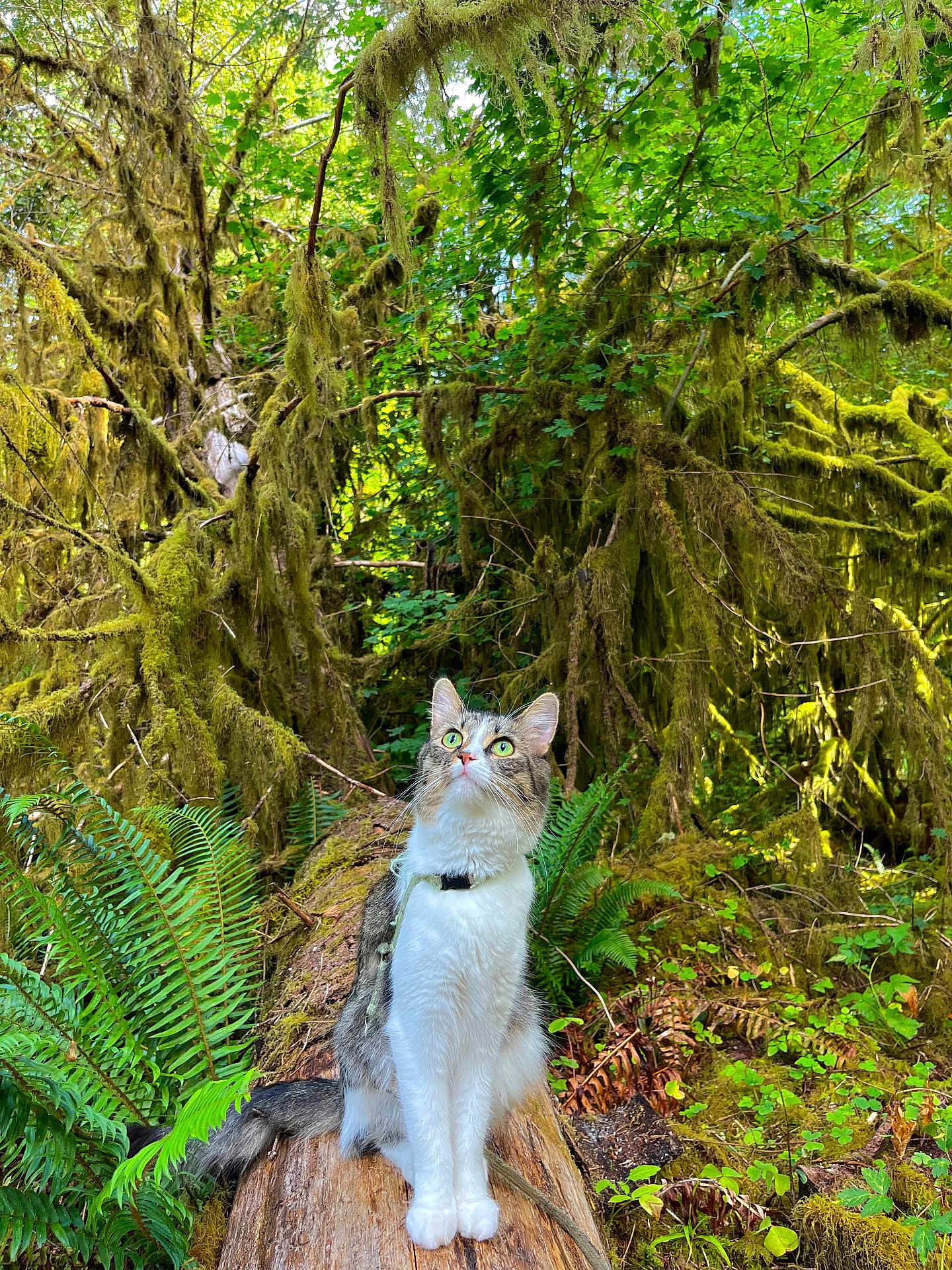 Wheezy is registered to the contest to win money with this photo: cat, forest, moss, log, ferns, greenery, nature, outdoor, animal, whiskers, tree, wood, wildlife, leaf, plant, mossy, curious, sitting, fur, daylight