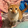cat, orange_cat, white_chest, feline, pet, animal, sitting, bed, bedding, blanket, cushion, bedroom, indoors, portrait, looking_at_camera, wide_eyes, whiskers, ears, tail, cozy