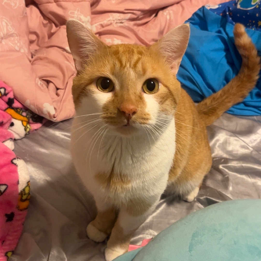 Simba