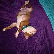 Dixie is registered to the contest to win money with this photo: accessories, animal, back, blanket, bodypart, bulldog, canine, couch, dog, face, furniture, head, homedecor, hound, person, pet, puppy, purple, strap, velvet