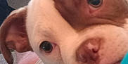 Dixie joined the competition — help win amazing prizes! animal, baby, bostonbull, boxer, bulldog, canine, dog, face, frenchbulldog, head, hound, person, pet, photography, pitbull, portrait, puppy, sleeping, snout, text