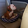 Dixie is registered to the contest to win money with this photo: accessories, animal, boxer, bulldog, canine, car, car_interior, carseat, couch, cushion, dog, furniture, homedecor, hound, pet, pitbull, pointer, puppy, transportation, vehicle