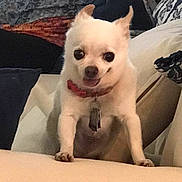 Buddy is registered to the contest to win money with this photo: animal, chihuahua, collar, companion, couch, cute, dog, domestic_animal, friendly, furniture, happy, home, indoor, person, pet, pillow, small_dog, smiling, tongue_out, white_dog