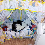 Pepito a rejoint le concours — aidez-le/la à gagner de superbes lots ! animal, black_and_white, blanket, canopy, cat, colorful, comfort, cozy, crib, cushion, floor, fur, furniture, heater, home, indoor, pet, resting, sleeping, wire