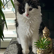 Altesse a rejoint le concours — aidez-le/la à gagner de superbes lots ! kitten, cat, black_and_white, fluffy, plant, succulent, buddha_statue, decor, indoor, window, leaf, table, patterned_surface, pet, feline, cute, young_cat, still_life, home_decor, close_up