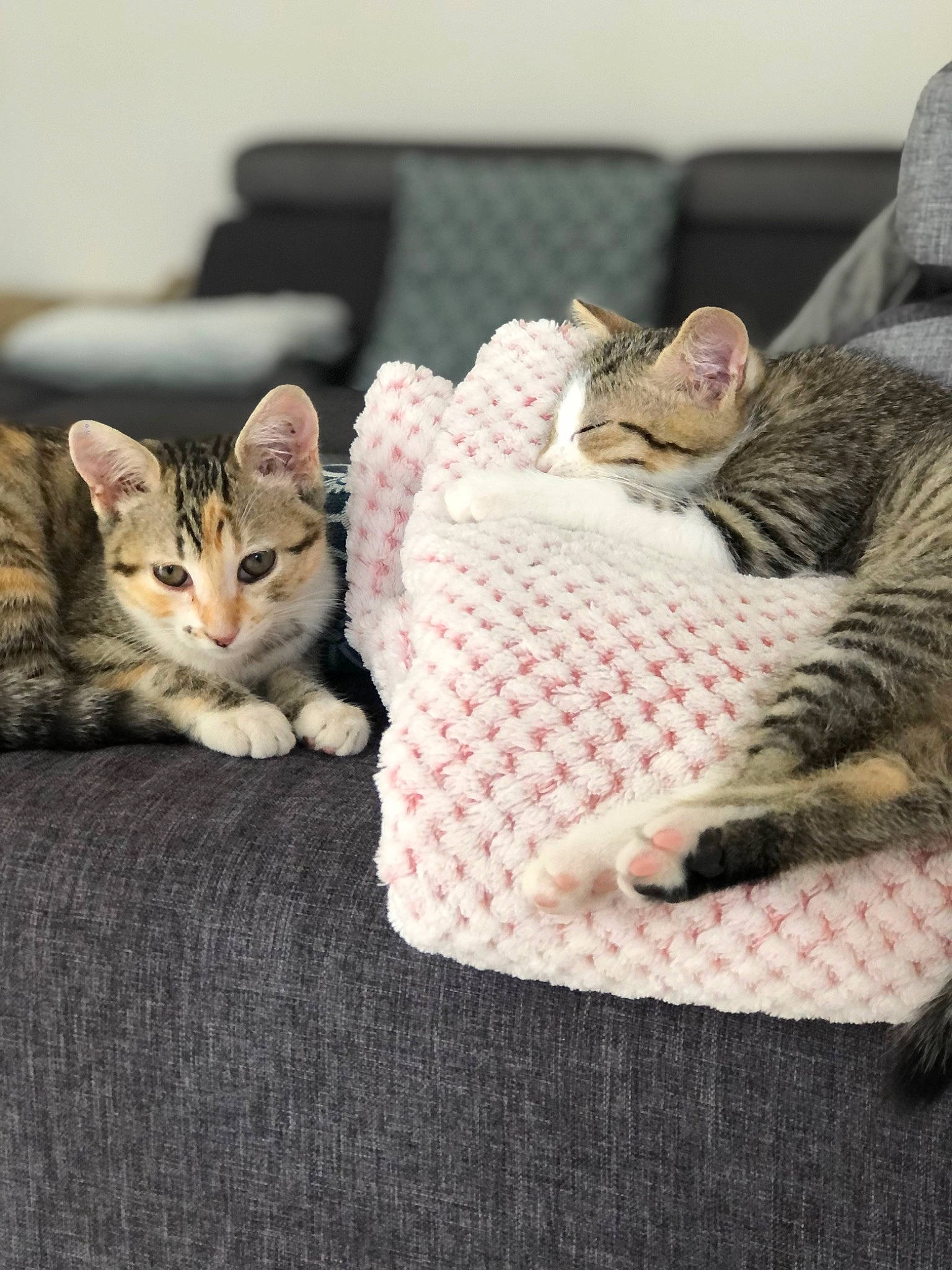 Soufflette a rejoint le concours — aidez-le/la à gagner de superbes lots ! bedding, carnivore, cat, comfort, couch, domestic_short_haired_cat, fawn, felidae, flooring, fur, grey, house, linens, pattern, paw, sitting, small_to_medium_sized_cats, tail, whiskers, wood