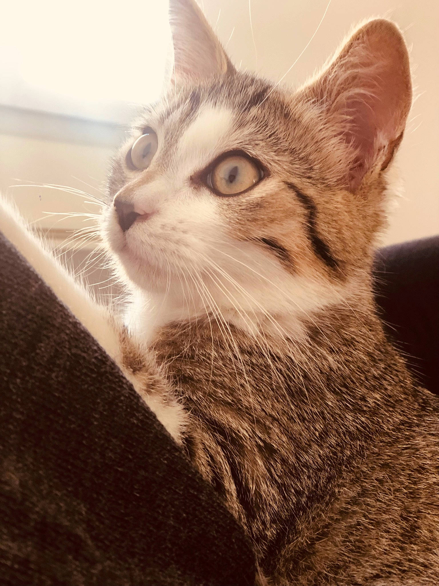 Soufflette a rejoint le concours — aidez-le/la à gagner de superbes lots ! carnivore, cat, comfort, domestic_short_haired_cat, eye, felidae, fur, iris, paw, sitting, small_to_medium_sized_cats, snout, tail, terrestrial_animal, tree, whiskers, wildlife, window, wood