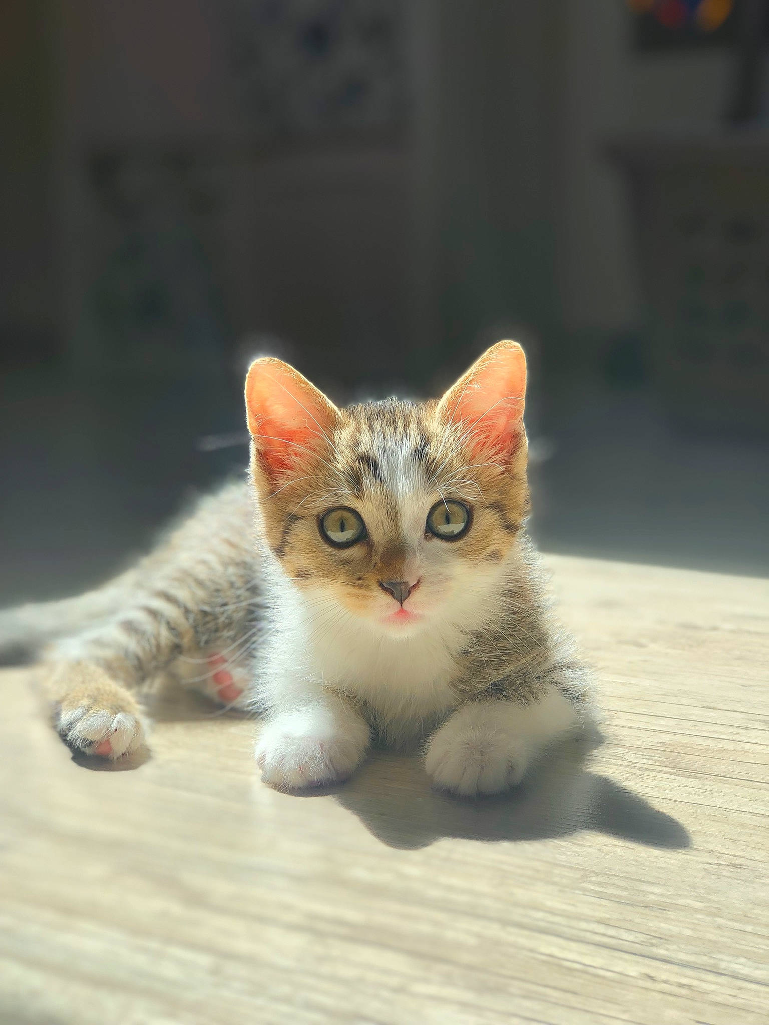 Soufflette participe au concours pour gagner de l'argent avec cette photo : art, carnivore, cat, claw, domestic_short_haired_cat, fawn, felidae, flooring, foot, fur, paw, small_to_medium_sized_cats, snout, tail, terrestrial_animal, whiskers, wildlife, wood