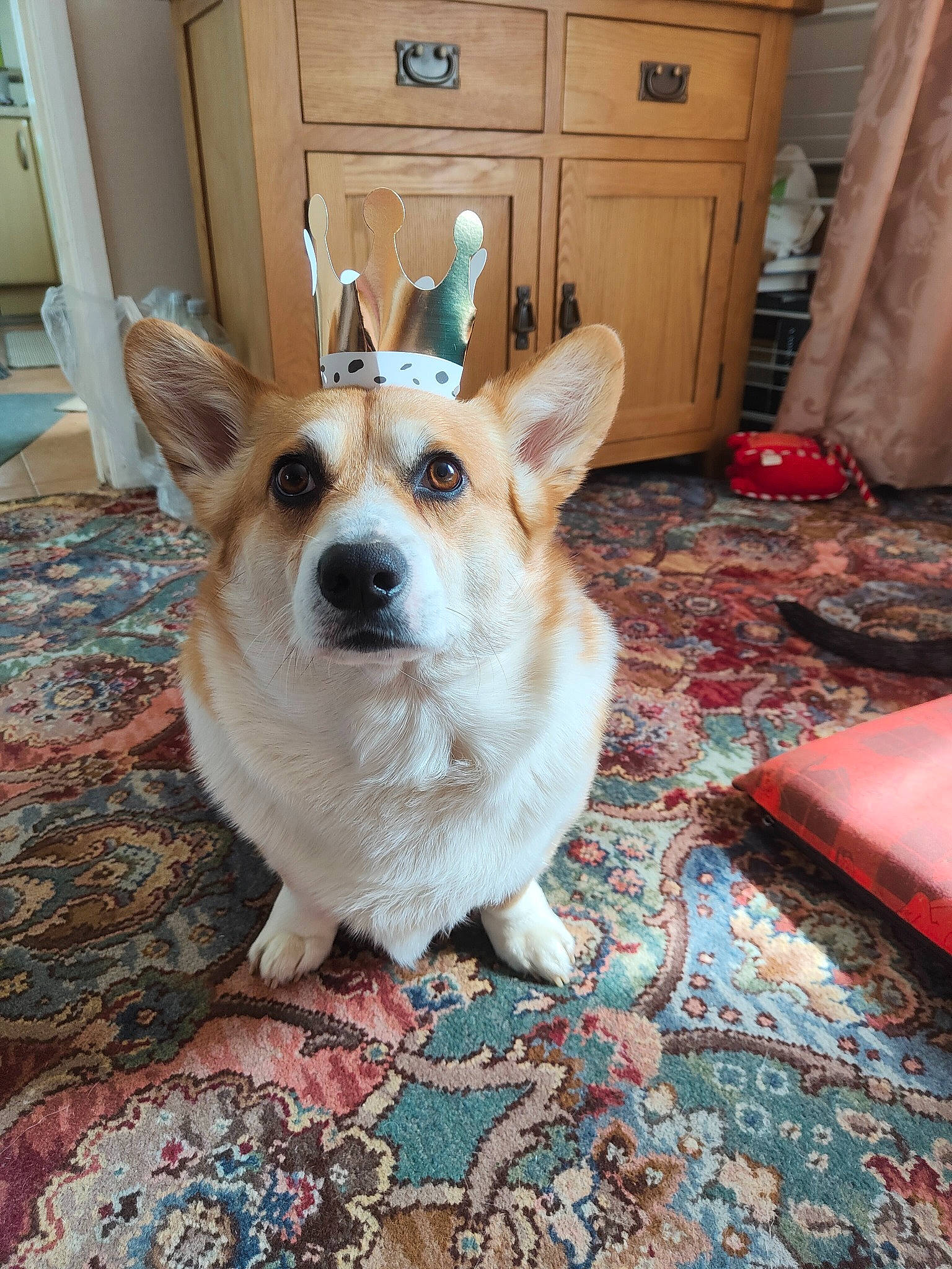 Bryn joined the competition — help win amazing prizes! blue, cabinetry, carnivore, comfort, companion_dog, cupboard, dog, dog_breed, dog_supply, door, drawer, dresser, fawn, floor, flooring, hardwood, snout, whiskers, wood, working_animal