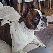 Bruno joined the competition — help win amazing prizes! french_bulldog, dog, pet, couch, living_room, dining_table, chair, wooden_floor, domestic_interior, kitchen, appliance, home, indoor, canine, mammal, animal, fur, ears, snout, curious
