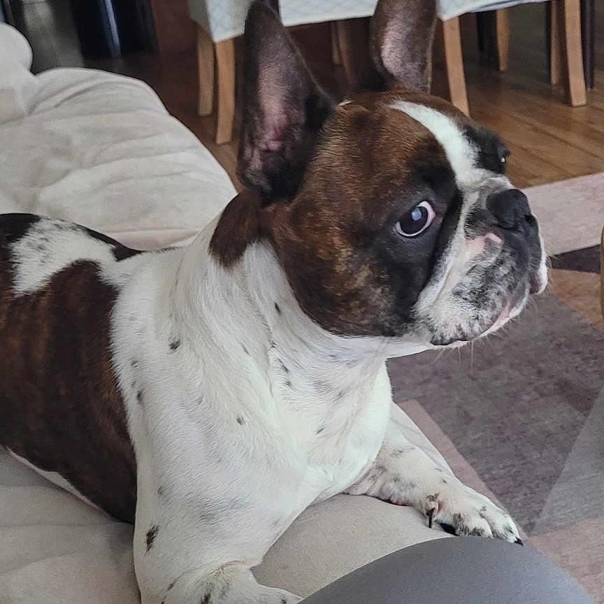 Bruno