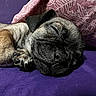puppy, sleeping, dog, paw, purple, pillow, cozy, cute, pet, fur, rest, snuggled, relaxed, animal, indoors, closeup, young, adorable, peaceful, face