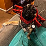 Lilith is registered to the contest to win money with this photo: dog, costume, red, pet, couch, furniture, indoors, animal, small_dog, face, cute, brown, black, canine, living_room, person, clothing, sitting, looking_up, antennas