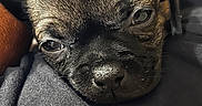 Lilith is registered to the contest to win money with this photo: puppy, dog, close_up, resting, sleepy, fur, black_fabric, nose, ears, pet, cute, young, animal, indoors, cozy, snuggle, portrait, soft_light, texture, warm
