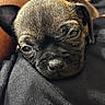 puppy, dog, close_up, resting, sleepy, fur, black_fabric, nose, ears, pet, cute, young, animal, indoors, cozy, snuggle, portrait, soft_light, texture, warm