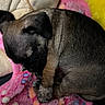Lilith is registered to the contest to win money with this photo: puppy, sleeping, blanket, pink, soft, cushion, plush, dog, fur, cute, resting, indoors, cozy, animal, small, pet, curled_up, comfort, snuggled, colorful