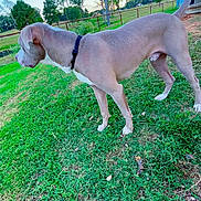 Creed is registered to the contest to win money with this photo: dog, grass, outdoor, collar, tree, fence, bicycle, building, sky, field, nature, animal, pet, side_view, daylight, greenery, canine, rural, standing, landscape