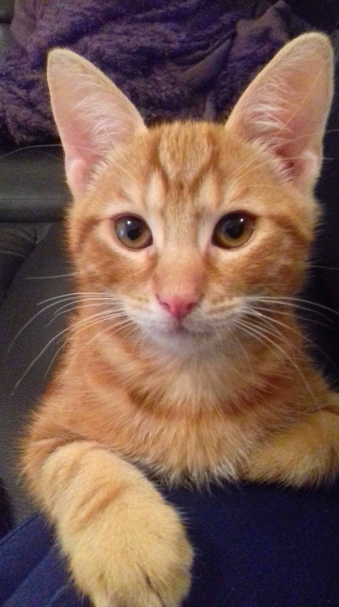 Preston a rejoint le concours — aidez-le/la à gagner de superbes lots ! abyssinian, aegean_cat, arabian_mau, asian, australian_mist, carnivore, cat, domestic_short_haired_cat, european_shorthair, felidae, german_rex, kitten, mammal, oriental_longhair, polydactyl_cat, small_to_medium_sized_cats, snout, tabby_cat, vertebrate, whiskers