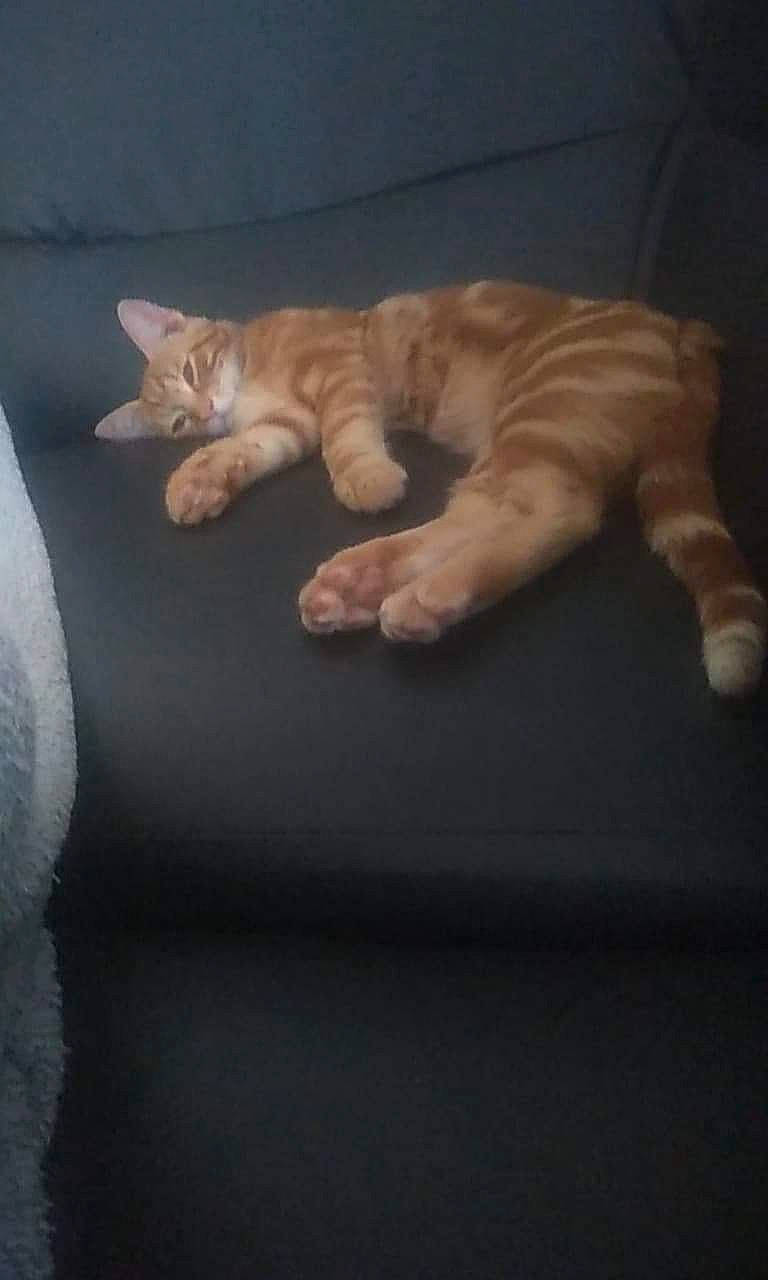 Preston a rejoint le concours — aidez-le/la à gagner de superbes lots ! carnivore, cat, domestic_short_haired_cat, european_shorthair, fawn, felidae, fur, kitten, ocicat, paw, polydactyl_cat, small_to_medium_sized_cats, tabby_cat, tail, whiskers