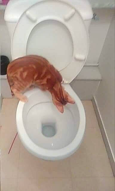 Preston a rejoint le concours — aidez-le/la à gagner de superbes lots ! bathroom, bidet, cat, ceramic, felidae, paper, plumbing, plumbing_fixture, room, tail, tile, toilet, toilet_seat