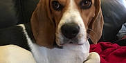 Mimi a rejoint le concours — aidez-le/la à gagner de superbes lots ! dog, beagle, pet, indoor, couch, leather_sofa, blanket, red_blanket, white_fur, brown_fur, black_fur, floppy_ears, nose, eyes, close_up, portrait, sitting, domestic_animal, cozy, looking_at_camera
