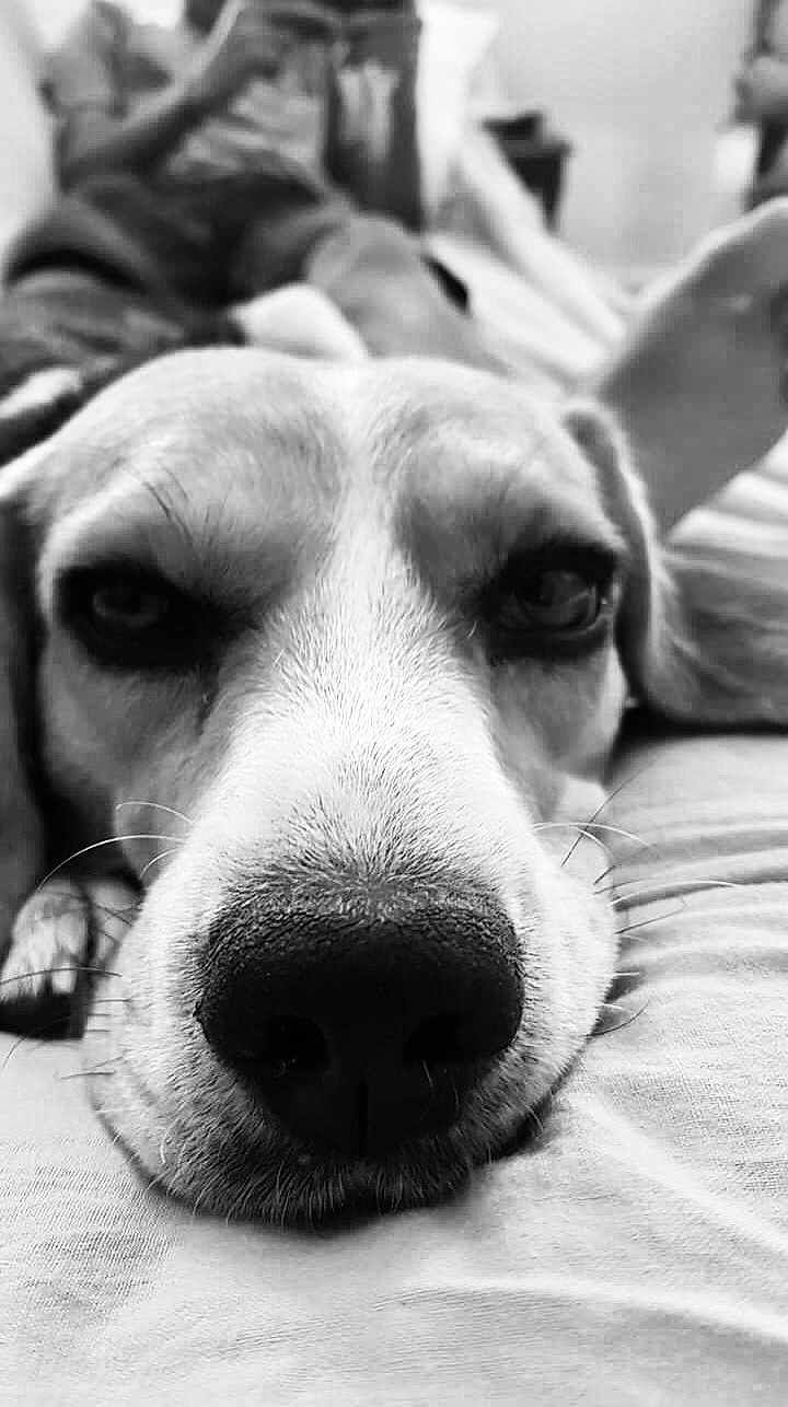 Mimi a rejoint le concours — aidez-le/la à gagner de superbes lots ! dog, beagle, pet, animal, close_up, nose, snout, whiskers, eyes, ears, bed, blanket, pillow, person, human, blurred_background, black_and_white, portrait, relaxed, indoor