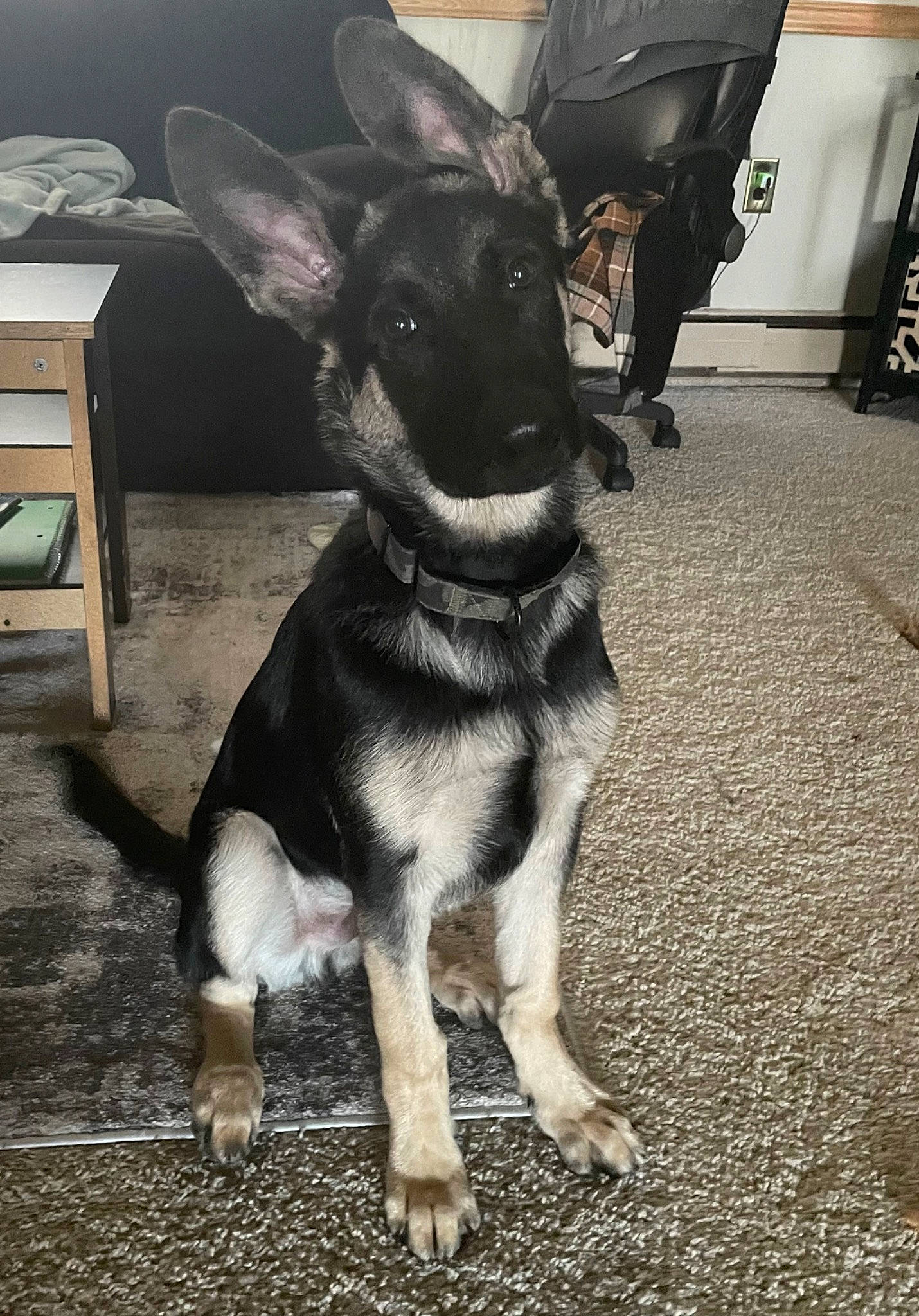 Charlie is registered to the contest to win money with this photo: art, canidae, carnivore, companion_dog, dog, dog_breed, ear, fawn, flooring, fur, metal, monochrome_photography, non_sporting_group, snout, sporting_group, tail, terrestrial_animal, whiskers, working_animal, working_dog