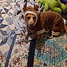 animal, bed, blanket, blue, brown, costume, cozy, cute, dog, fabric, fur, green, holiday, indoor, looking, patterned, pet, plush_toy, reindeer, small_dog