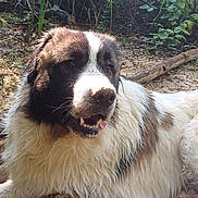 Taïko a rejoint le concours — aidez-le/la à gagner de superbes lots ! dog, animal, outdoor, forest, nature, fur, white, black, resting, panting, canine, mammal, tongue, dirt, leaf, tree, sunlight, pet, happy, closeup