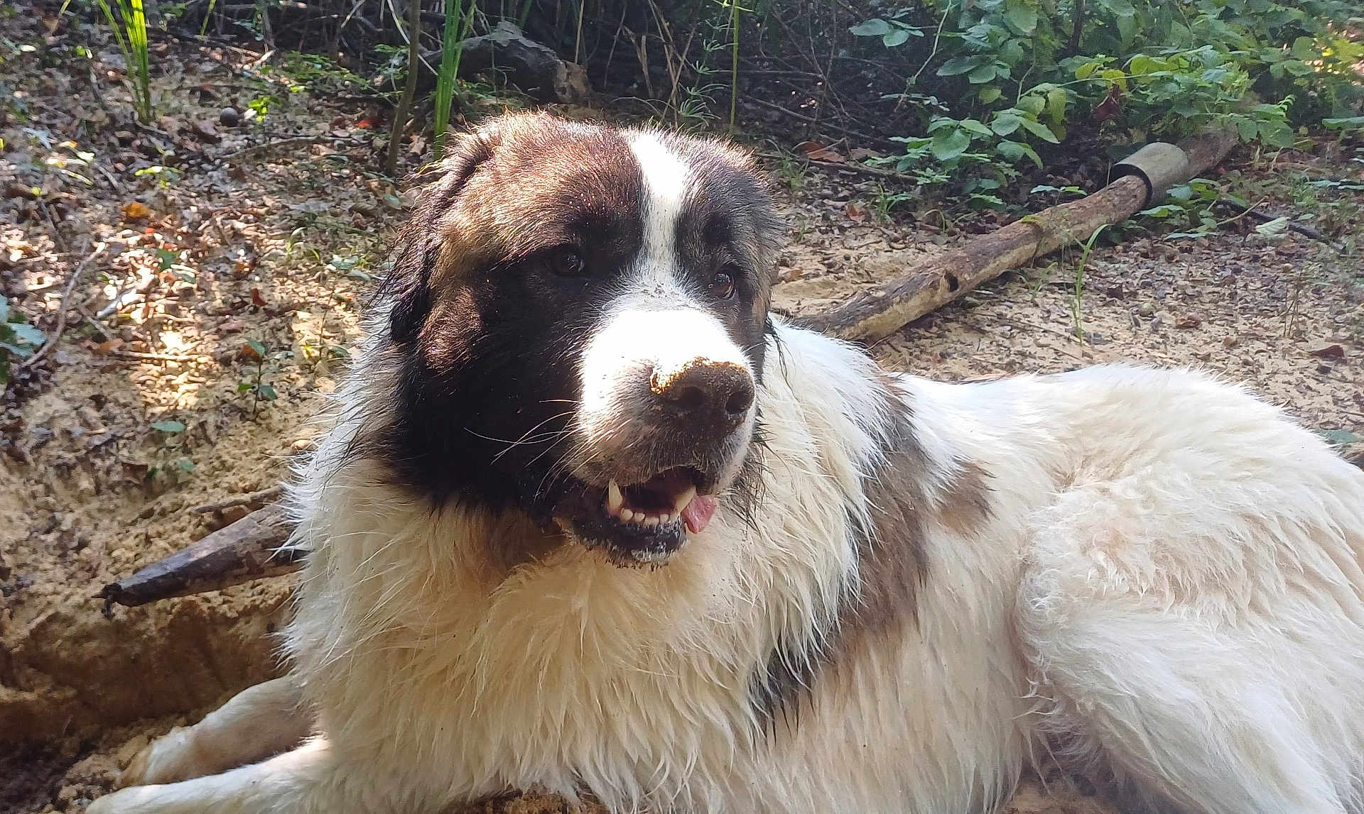 Taïko a rejoint le concours — aidez-le/la à gagner de superbes lots ! dog, animal, outdoor, forest, nature, fur, white, black, resting, panting, canine, mammal, tongue, dirt, leaf, tree, sunlight, pet, happy, closeup