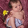 Meadow joined the competition — help win amazing prizes! baby, newborn, flower, daffodil, blanket, purple, infant, skin, clothing, diaper, hand, foot, face, expression, indoors, soft_texture, cute, portrait, child, resting