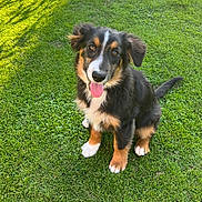 Bonie participe au concours pour gagner de l'argent avec cette photo : dog, puppy, tricolor, black_and_tan, white_markings, sitting, panting, tongue, floppy_ears, long_tail, grass, lawn, garden, outdoor, backyard, sunlight, shadows, portrait, pet, happy