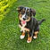 Bonie