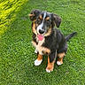 dog, puppy, tricolor, black_and_tan, white_markings, sitting, panting, tongue, floppy_ears, long_tail, grass, lawn, garden, outdoor, backyard, sunlight, shadows, portrait, pet, happy
