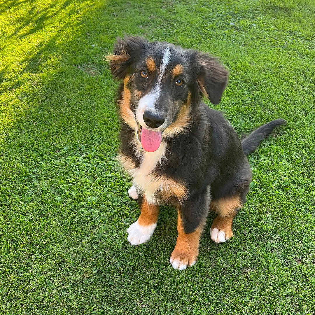 Bonie participe au concours pour gagner de l'argent avec cette photo : dog, puppy, tricolor, black_and_tan, white_markings, sitting, panting, tongue, floppy_ears, long_tail, grass, lawn, garden, outdoor, backyard, sunlight, shadows, portrait, pet, happy