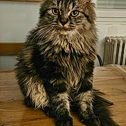 Alfred participe au concours pour gagner de l'argent avec cette photo : cat, tabby_cat, fluffy, longhaired, fur, whiskers, golden_eyes, sitting, portrait, indoor, wooden_table, wood_floor, home, window, radiator, striped_fur, tail, ears, pet, animal