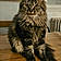 Alfred