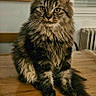 cat, tabby_cat, fluffy, longhaired, fur, whiskers, golden_eyes, sitting, portrait, indoor, wooden_table, wood_floor, home, window, radiator, striped_fur, tail, ears, pet, animal