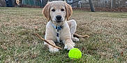 Ace is registered to the contest to win money with this photo: dog, puppy, golden_retriever, grass, stick, tennis_ball, yard, house, fence, tree, sunset, pet, collar, outdoor, playing, animal, cute, nature, summer, relaxing